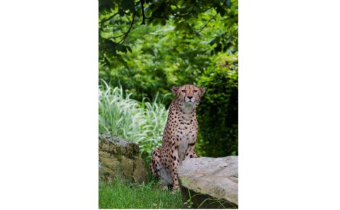 cheetah-223734_1280