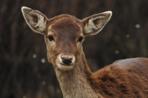 deer-7974406_1280