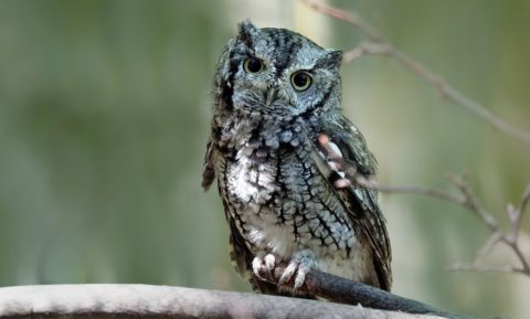 eastern-screech-owl-3526934_1280