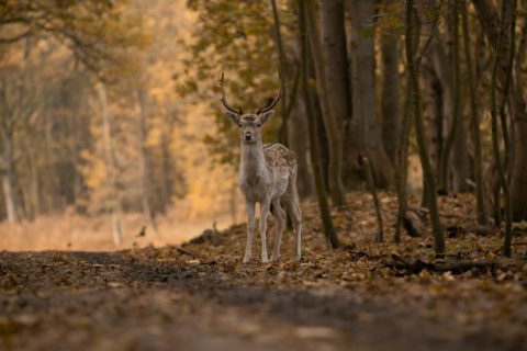 fallow-deer-5749914_1280