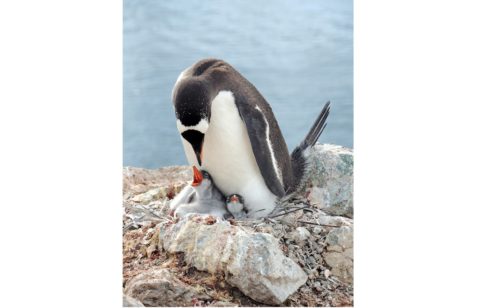 gentoo-penguin-7073391_1280