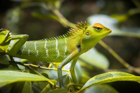 green-lizard-5370821_1280