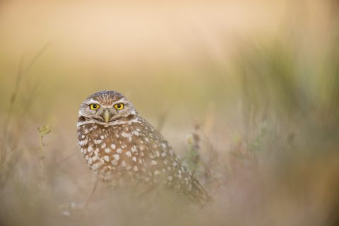 owl-1867063_1280