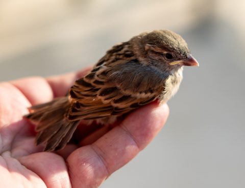 sparrow-8126436_1280