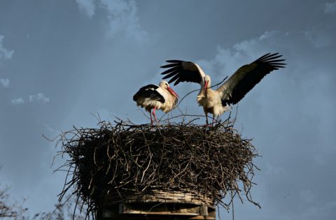 stork-4092400_1280